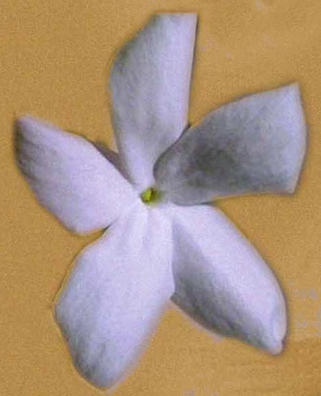 Fiore (Miniatura 219x270 px)