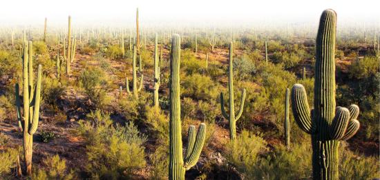 Saguaro (Miniatura 219x104 px)